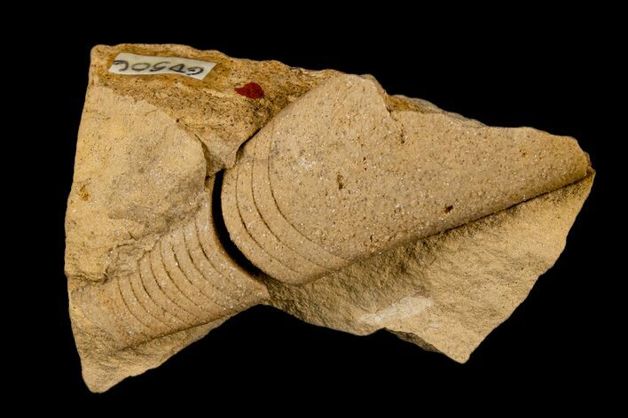 Ordovician, Oncoceratid (Tripteroceras) Fossil - Wisconsin #173938